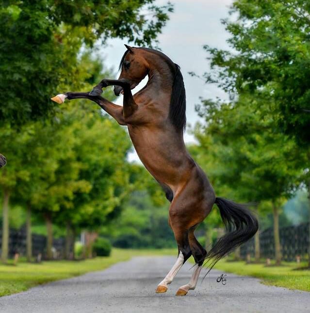 Hershey Remember Me, 2013 ASPC National Classic Grand Senior Stallion